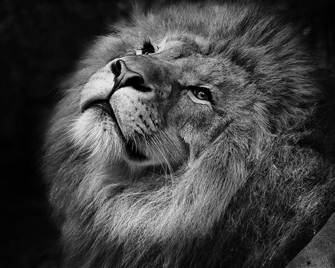 Lion Print Lions Wall Art Lion Art Lion Photo Print Animal Etsy