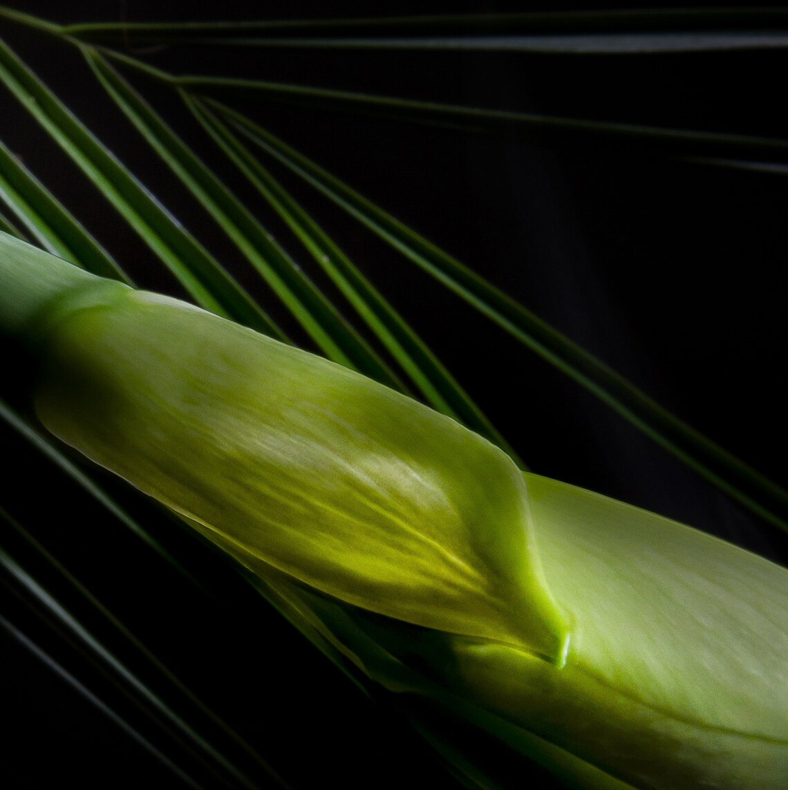 Unopened Lily Bud Photo Flower Bud Print Amaryllis Bloom Etsy
