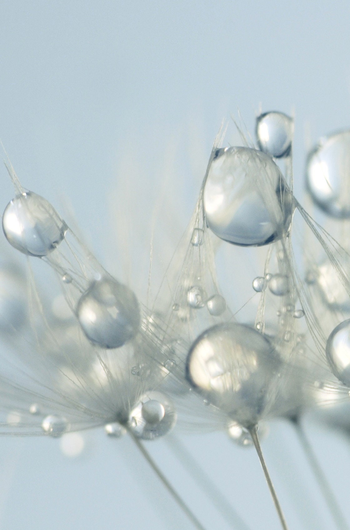 White Dandelion Wall Art Dandelion Print Set of 2 prints Etsy