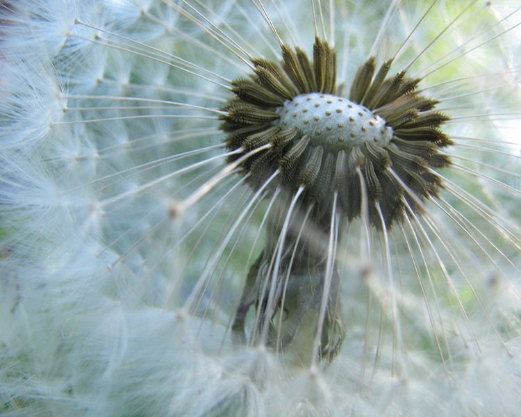 White Dandelion Wall Art Dandelion Print Set of 2 prints Etsy