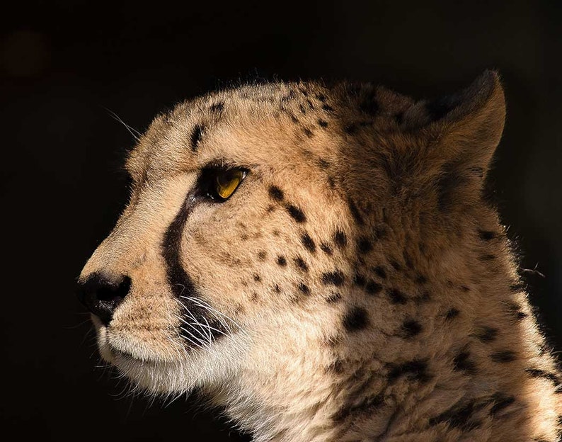 Cheetah Print Set of 2 Cheetah Wall Art Big Cat Print Etsy