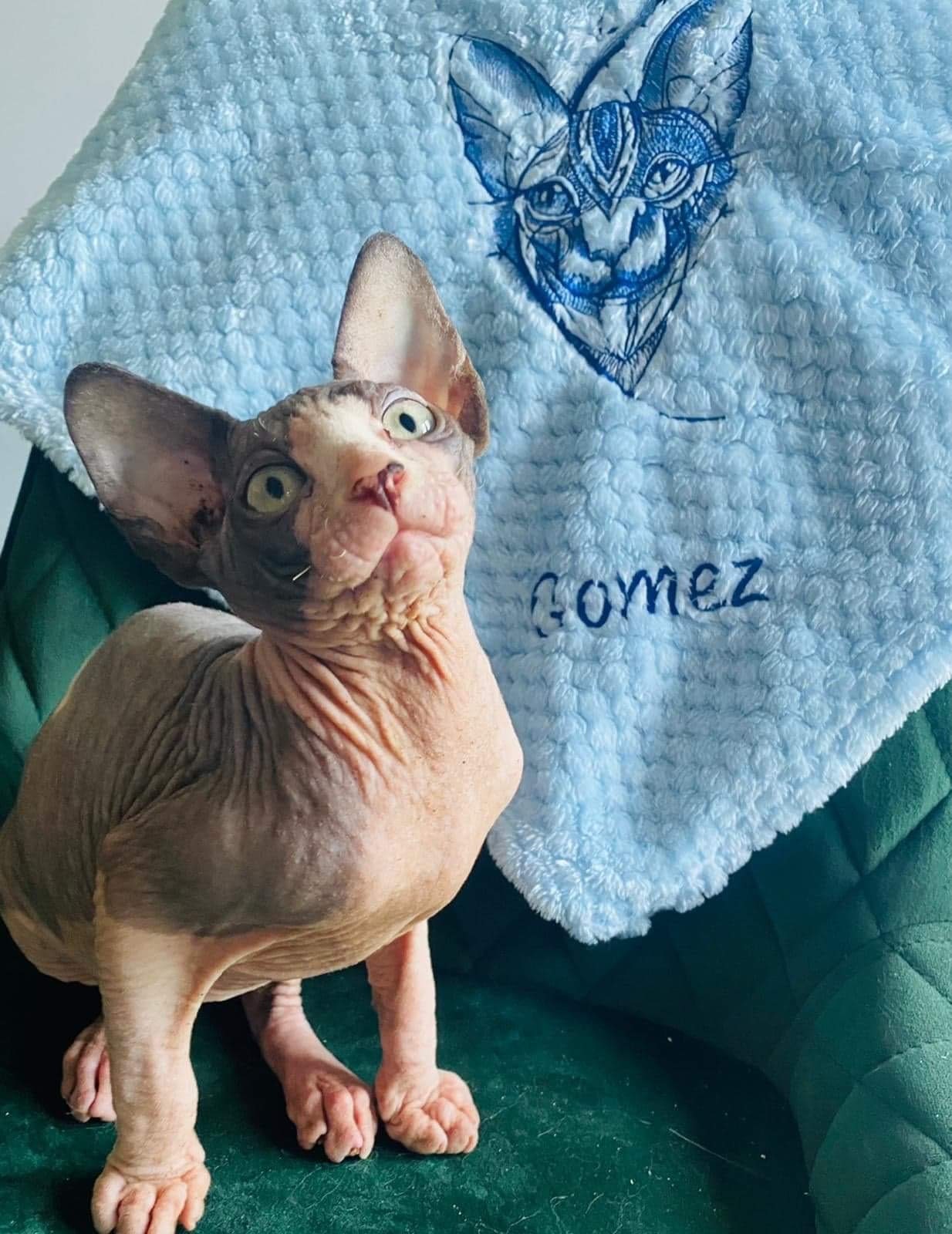Personalised Sphynx Cat Blankets Etsy UK