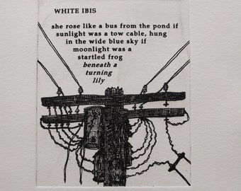 Solar etching: 'White Ibis', hand printed, original art and poetry by Sean Tierney