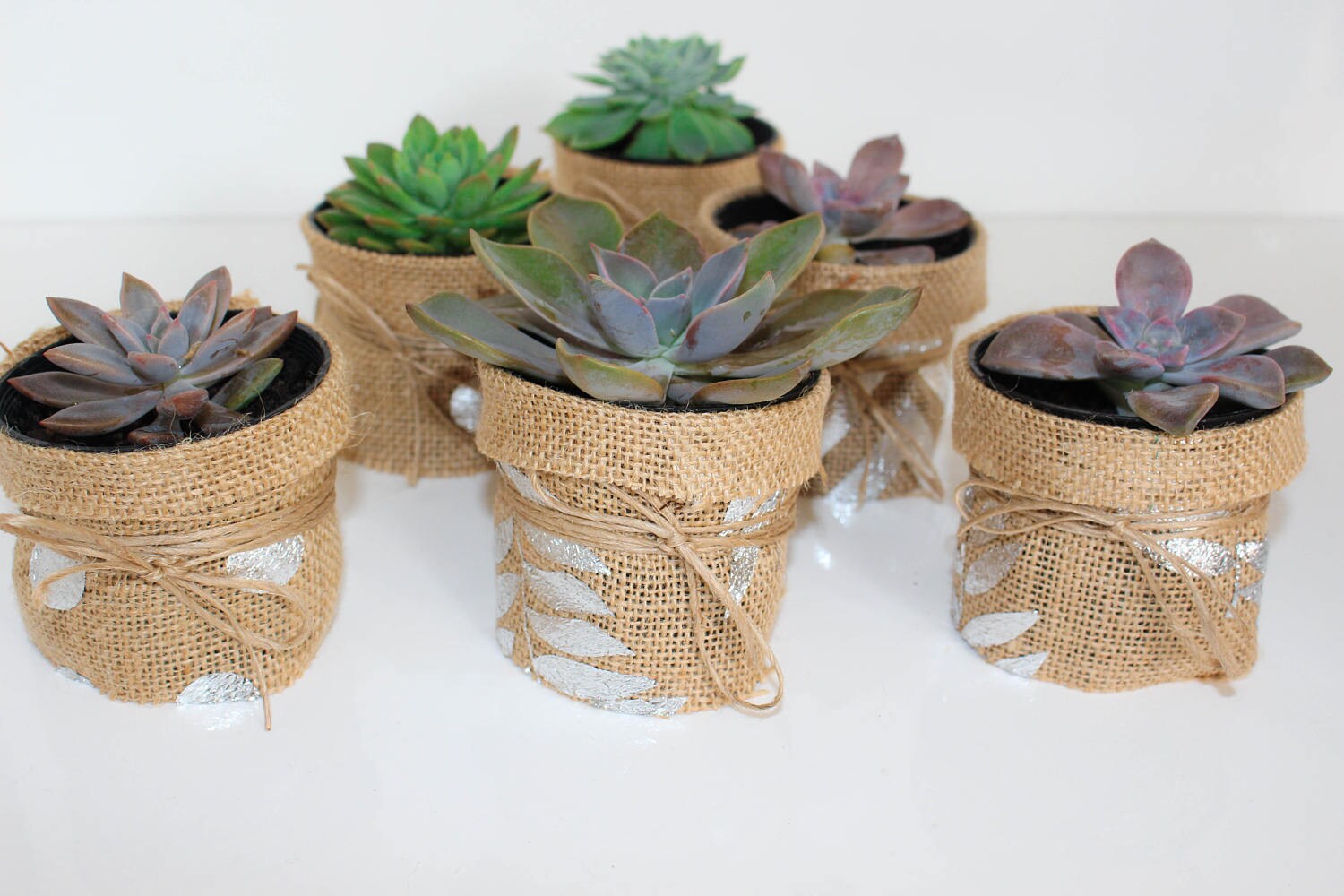 Silver Leaf Baby Shower Christening Succulent Favour Silver Leaf Baby Shower Christening Succulent Favour