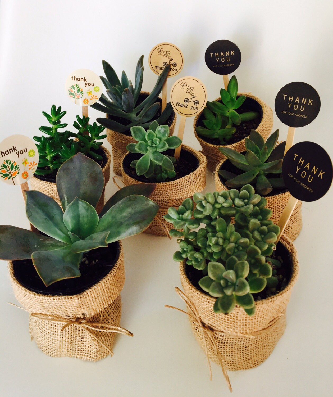 Baby Shower Christening Succulent Favour Plain Hessian Baby Shower Christening Succulent Favour Plain Hessian