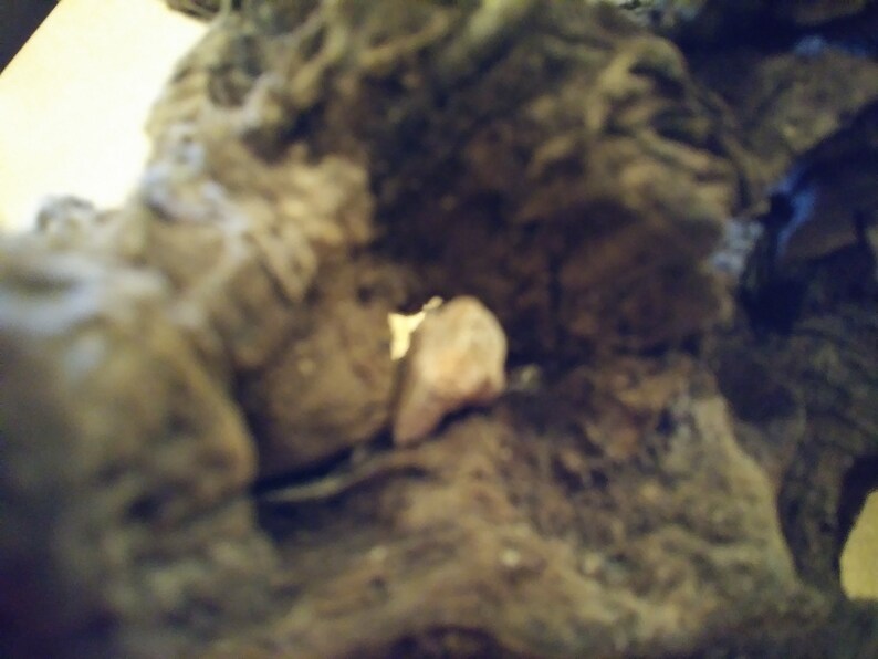 Natural Driftwood