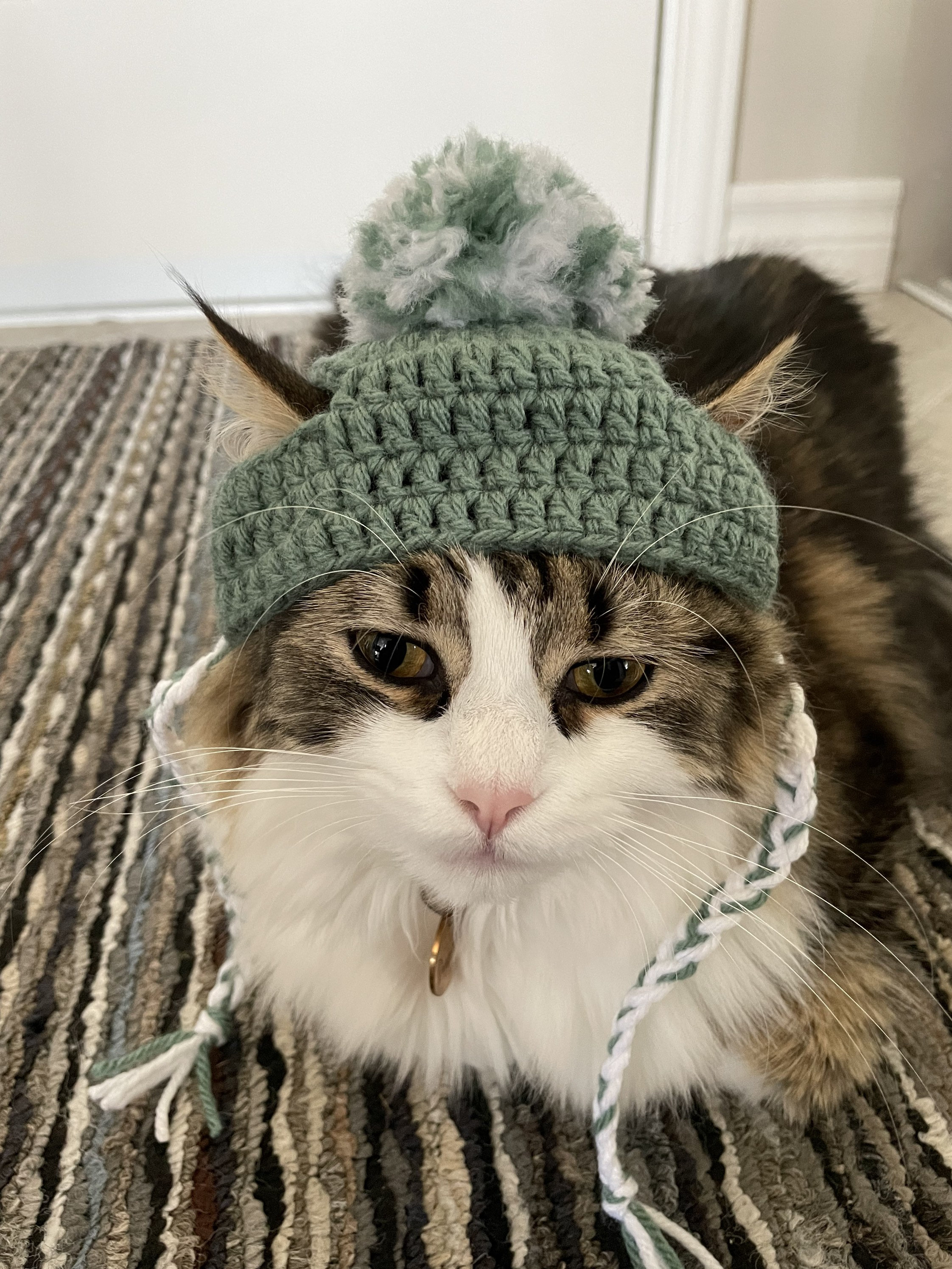 andwang/Fluffy cat knit hat/ニット帽 Knitted Cat Hat With Pom Poms, Sphynx and Breed Fit - Etsy