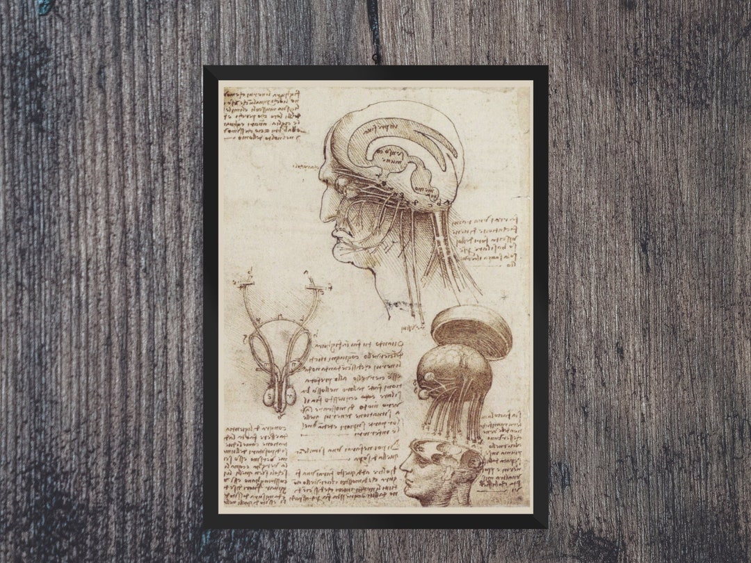 Leonardo Da Vinci Brain Human Anatomy Nude Man Art Sketch for Etsy México