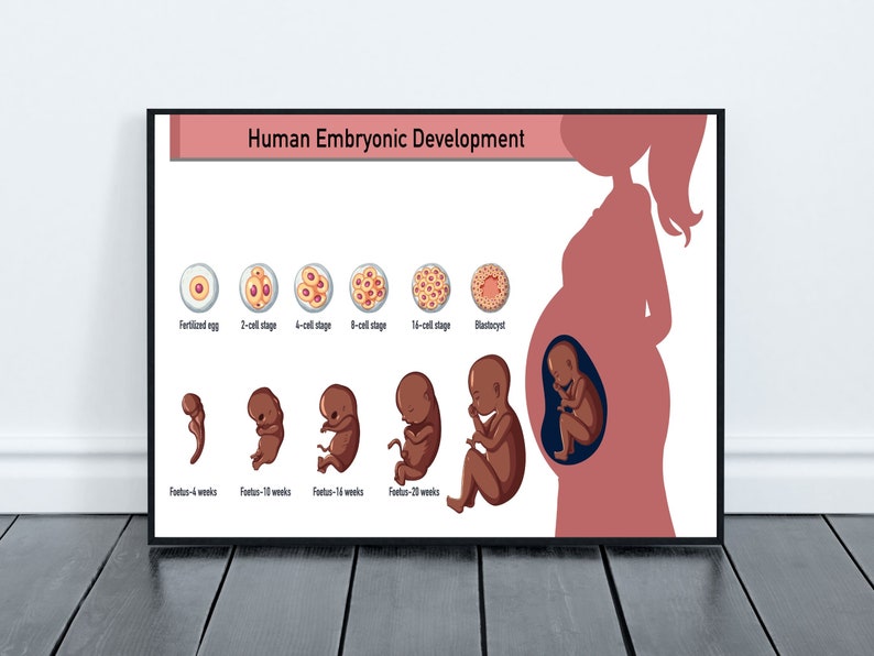 May include: A framed print illustrating human embryonic development, featuring stages from fertilized egg to fetus. The poster includes diagrams of cell stages and fetal development, with a silhouette of a pregnant person.
