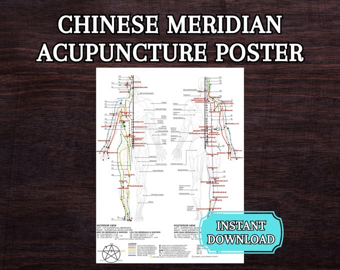 Chinese Medicine Meridian Organ Body Qi Clock TCM Associations Five ...
