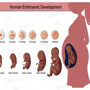 May include: An educational illustration titled "Human Embryonic Development" shows the stages of fetal growth, from fertilized egg to fetus. The image includes a silhouette of a pregnant person and labeled stages.