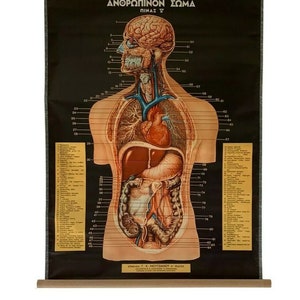 Könnte beinhalten: Eine Vintage-anatomische Karte des menschlichen Körpers, gedruckt auf schwarzem Papier mit einer Holzrolle oben. Die Karte zeigt eine detaillierte Illustration der inneren Organe, einschließlich Gehirn, Herz, Lunge, Magen, Darm und Leber. Die Karte ist in Griechisch mit Zahlen und Text beschriftet.