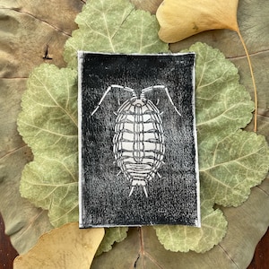 Puede incluir: Una impresión en madera en blanco y negro de un insecto segmentado con antenas largas. La impresión está enmarcada por un borde y se coloca sobre un fondo de hojas secas.