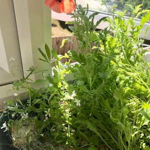 May include: A close-up of a pot of plants with a single red poppy flower in bloom. The plants are growing in a pot with a brown surface. The poppy flower is in the upper left corner of the image.