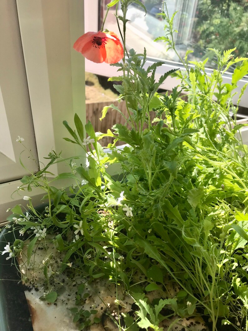 May include: A close-up of a pot of plants with a single red poppy flower in bloom. The plants are growing in a pot with a brown surface. The poppy flower is in the upper left corner of the image.