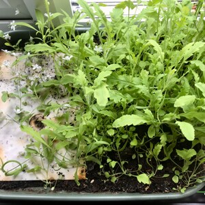 May include: A close-up of a green plastic tray filled with soil and two types of plants. The plants are green and leafy, with some white flowers. There is a piece of brown paper in the tray.
