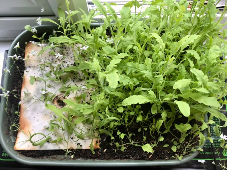 May include: A close-up of a green plastic tray filled with soil and two types of plants. The plants are green and leafy, with some white flowers. There is a piece of brown paper in the tray.