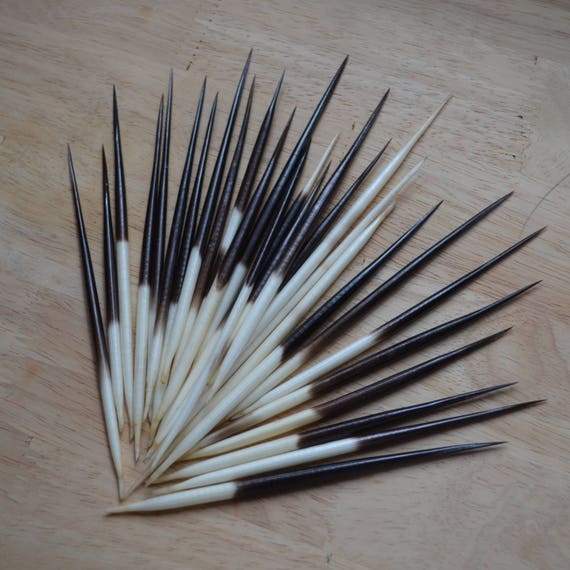African Porcupine Quills Lot of 3