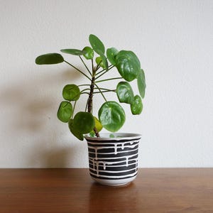 May include: A Pilea peperomioides plant in a decorative ceramic pot. The pot is white with a black, horizontal stripe pattern. The plant has round, green leaves. The pot sits on a wooden surface against a white wall.