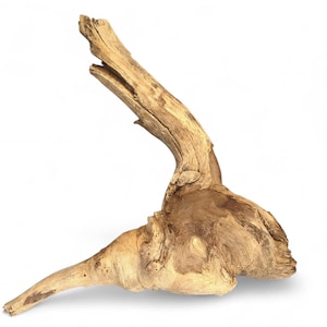Forest Driftwood Root Sculpture, Natural Rustic Wood Art, Organic Weathered Root Piece for Home Decor & Conservatory Display #030