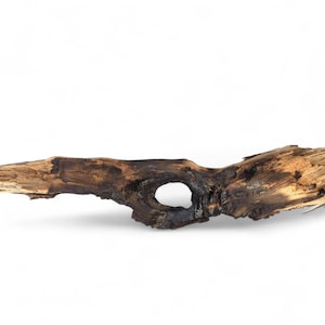 Burnt Holed Forest Driftwood Sculpture, Natural Weathered Organic Wood Art Piece for Rustic Home Decor, Conservatory Display #031