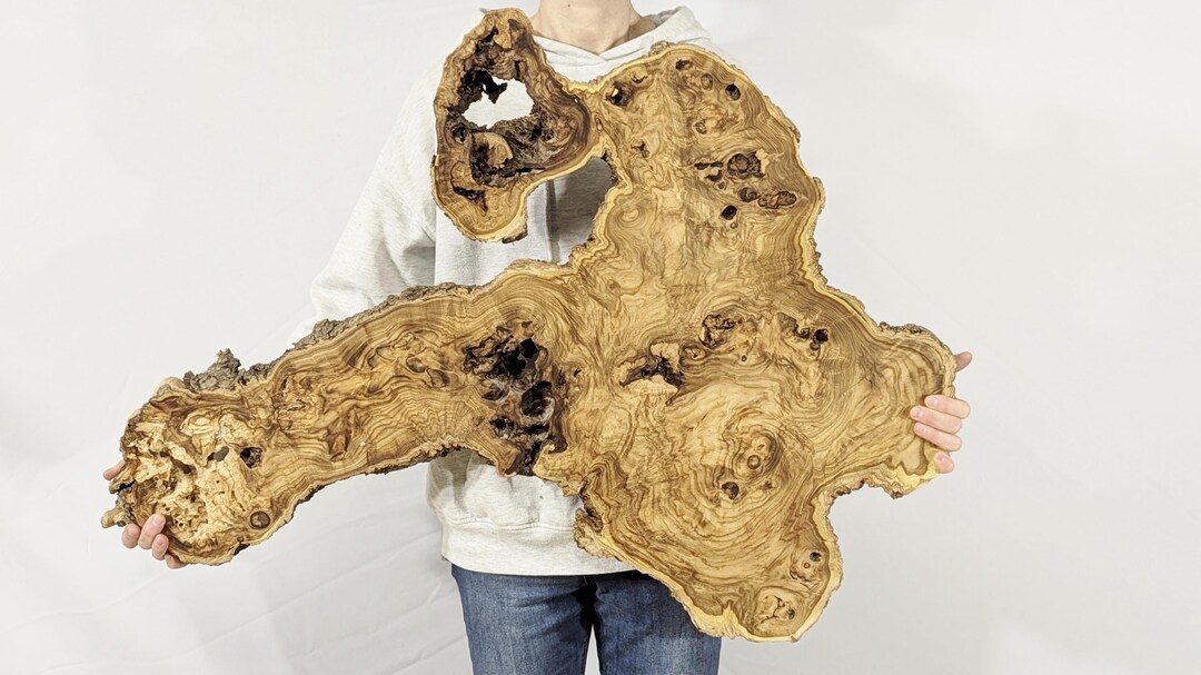Live Edge Japanese Pagoda Tree Root Slice, Planed, Parallel-faced ...