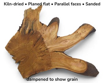 Cherry Tree Root Wood Slice, Natural Live Edge Craft Wood, Rustic Epoxy Resin Art Material, Unique Woodworking Supply #039