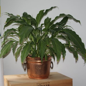 May include: A green peace lily plant in a hammered copper pot with two handles. The pot is sitting on a wooden surface.