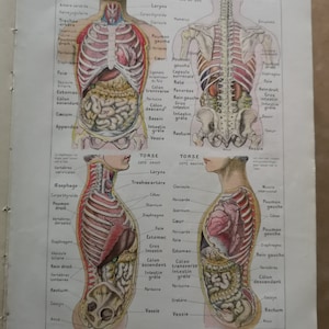 Antique French book Medical dictionary Anatomy Anatomical Encyclopedia Human body Terminology Medical collectibles Doctor Curio Curiosities