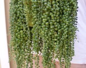 String of Pearls Senecio rowleyanus Succulent 5 cuttings