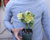 Aeonium Kiwi Succulent clump