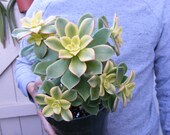 Aeonium Kiwi Succulent large clump