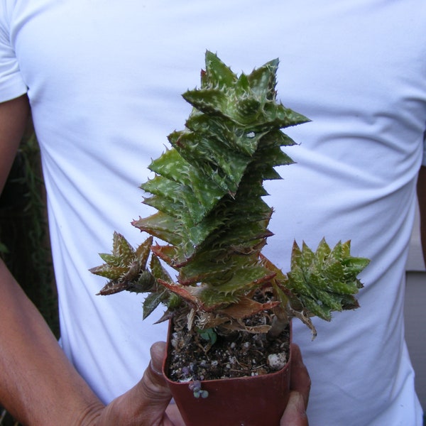 Aloe Juvenna Succulent