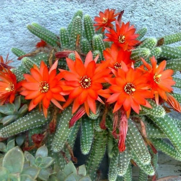 Peanut cactus Echinopsis chamaecereus Cactus CLUMP