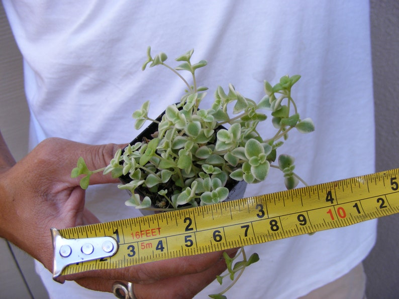 Sedum /'Little Missy/' Ground Cover Succulent Fairy Garden Plant