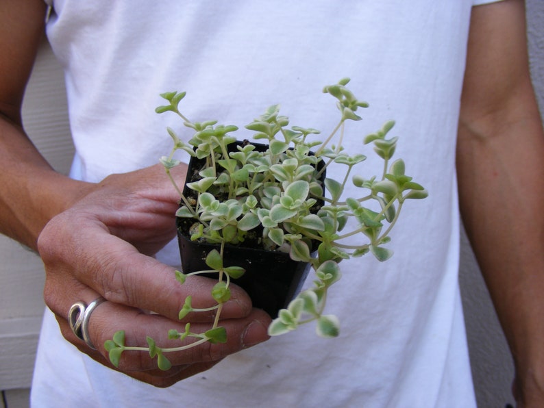 Sedum /'Little Missy/' Ground Cover Succulent Fairy Garden Plant