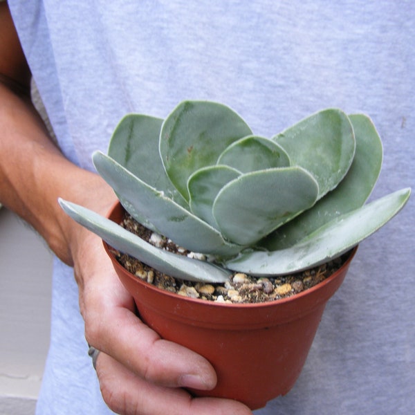 Crassula dubia Succulent