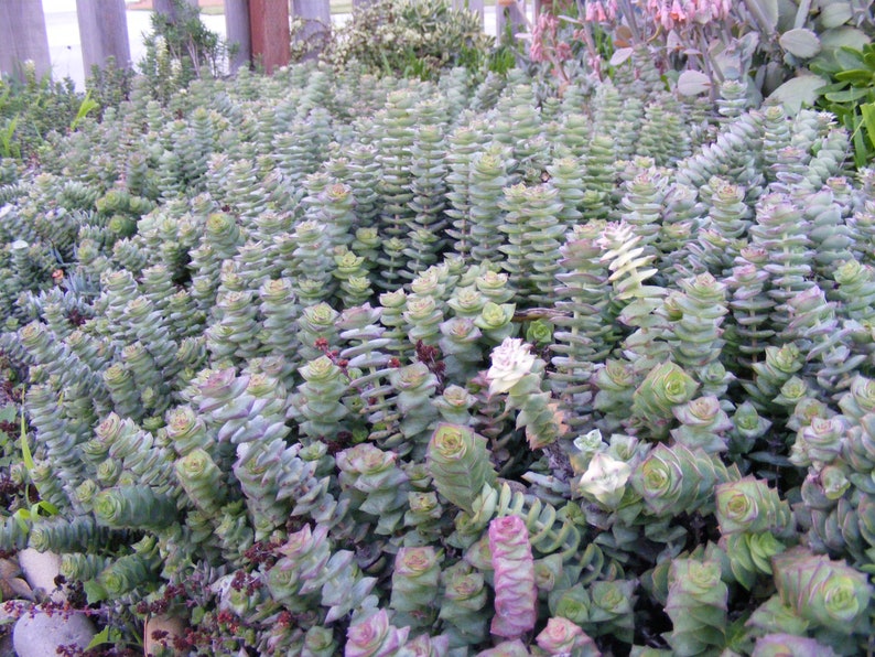 String of Button Succulent cuttings Crassula perforata