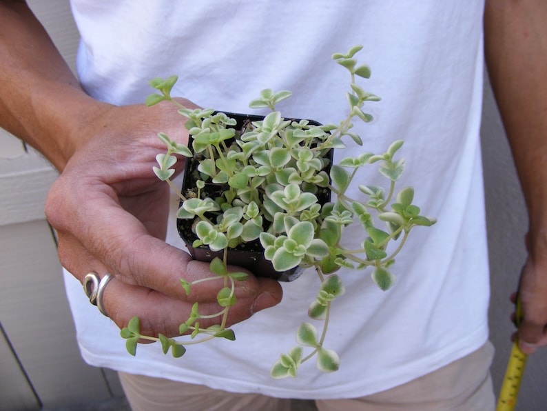 Sedum /'Little Missy/' Ground Cover Succulent Fairy Garden Plant