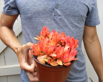 Crassula Erosula Campfire Succulent