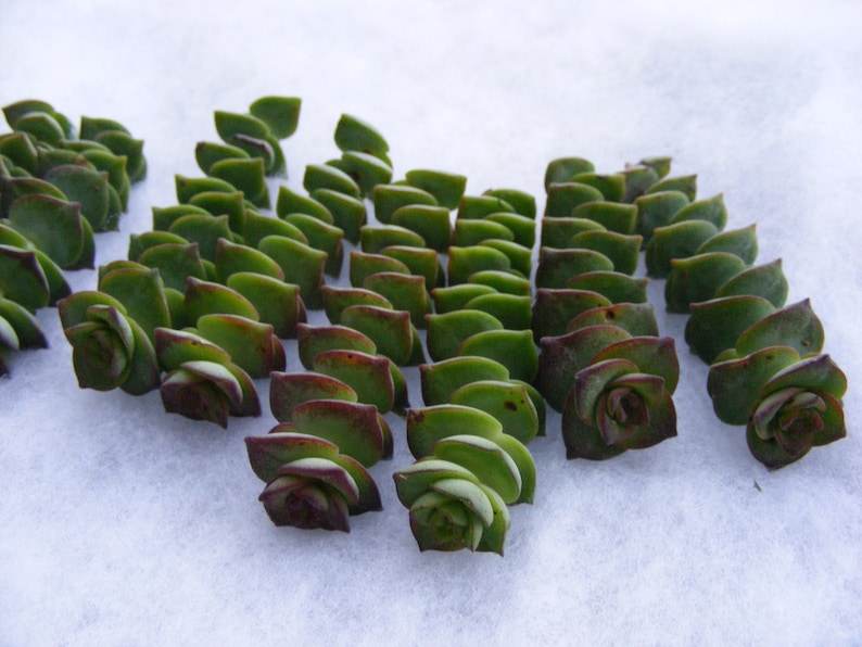 String of Button Succulent cuttings Crassula perforata