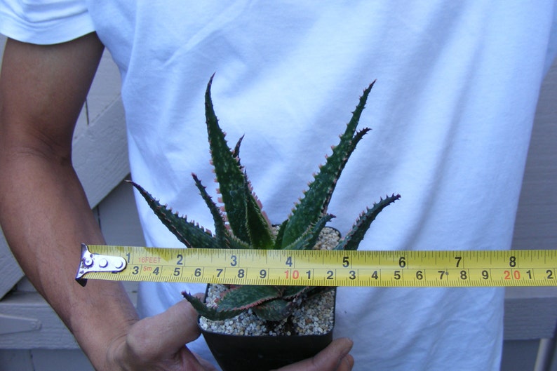 Aloe Coral Fire Succulent