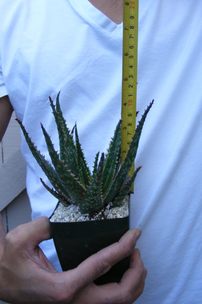 Aloe Coral Fire Succulent
