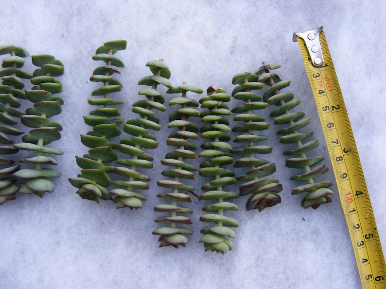 String of Button Succulent cuttings Crassula perforata