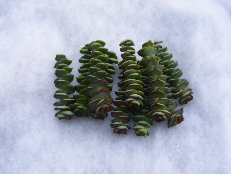 String of Button Succulent cuttings Crassula perforata