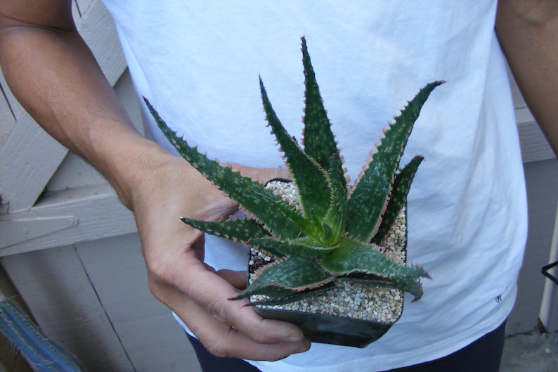 Aloe Coral Fire Succulent