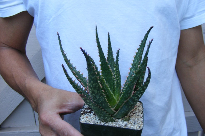 Aloe Coral Fire Succulent