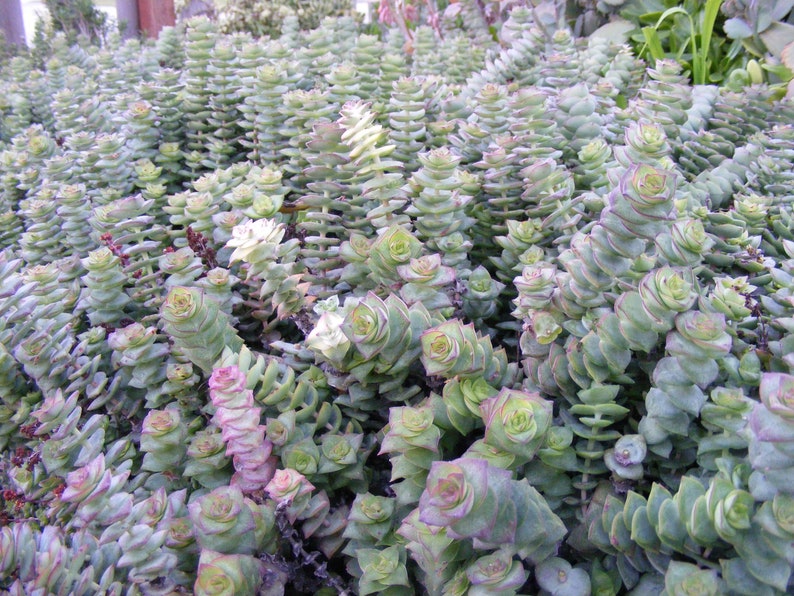 String of Button Succulent cuttings Crassula perforata