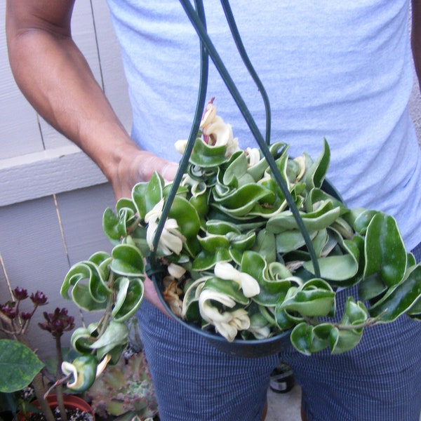 Variegated Hoya Hindu Rope wax plant