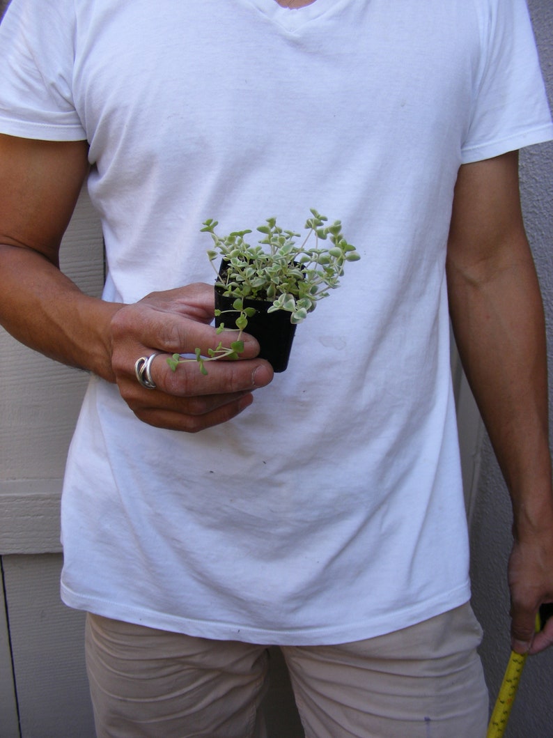 Sedum /'Little Missy/' Ground Cover Succulent Fairy Garden Plant